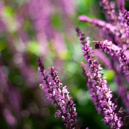 Monbuhim Comfort Veszprém