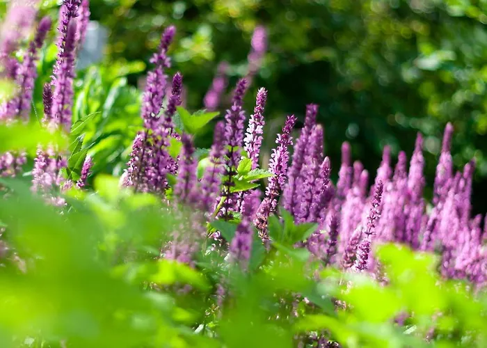 Monbuhim Comfort Apartmán Veszprém