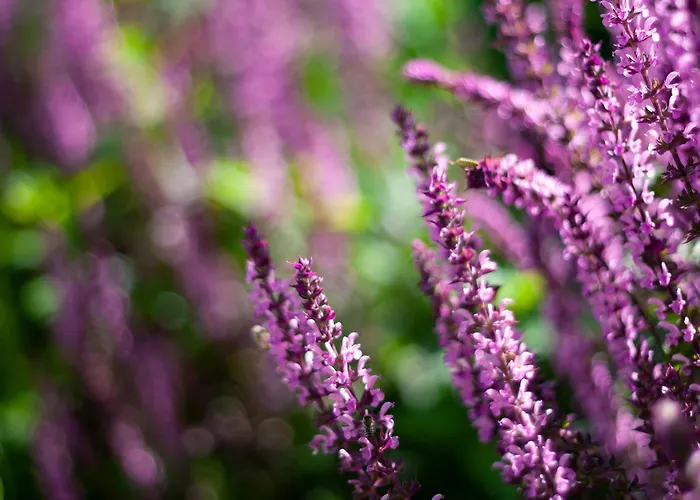 Monbuhim Comfort Veszprém