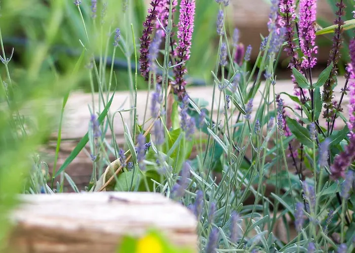 Monbuhim Comfort شقة Veszprém