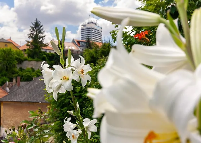 Monbuhim Comfort Apartmán *